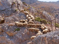 Palionissos